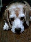 犬 バテ.jpg