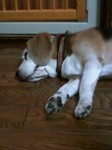 犬 夏バテ.jpg