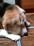 犬 秋.jpg
